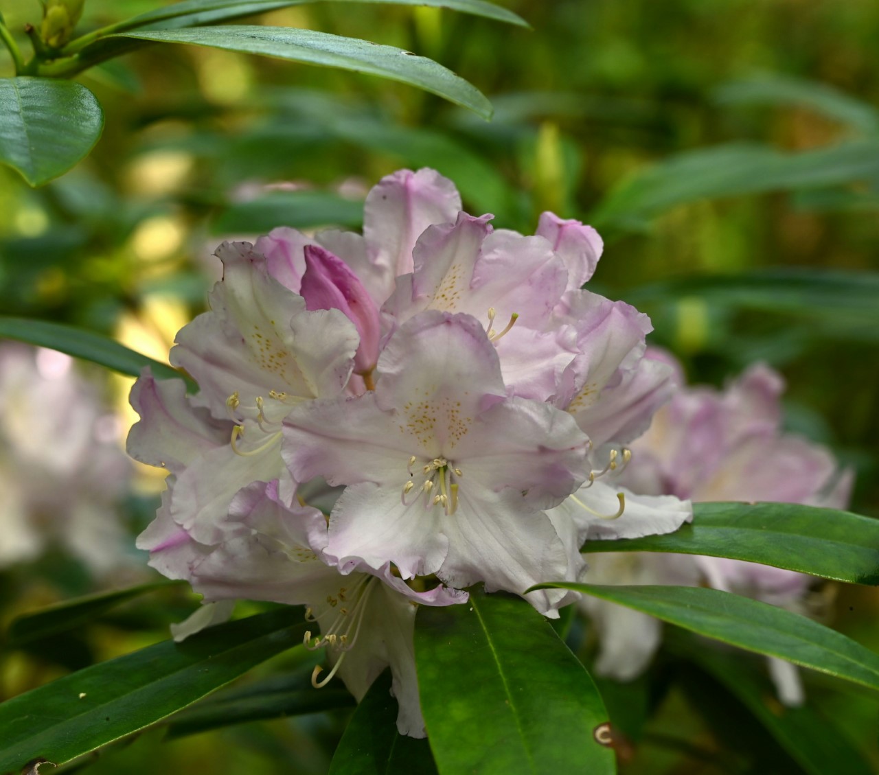 R. macrophyllum RB891